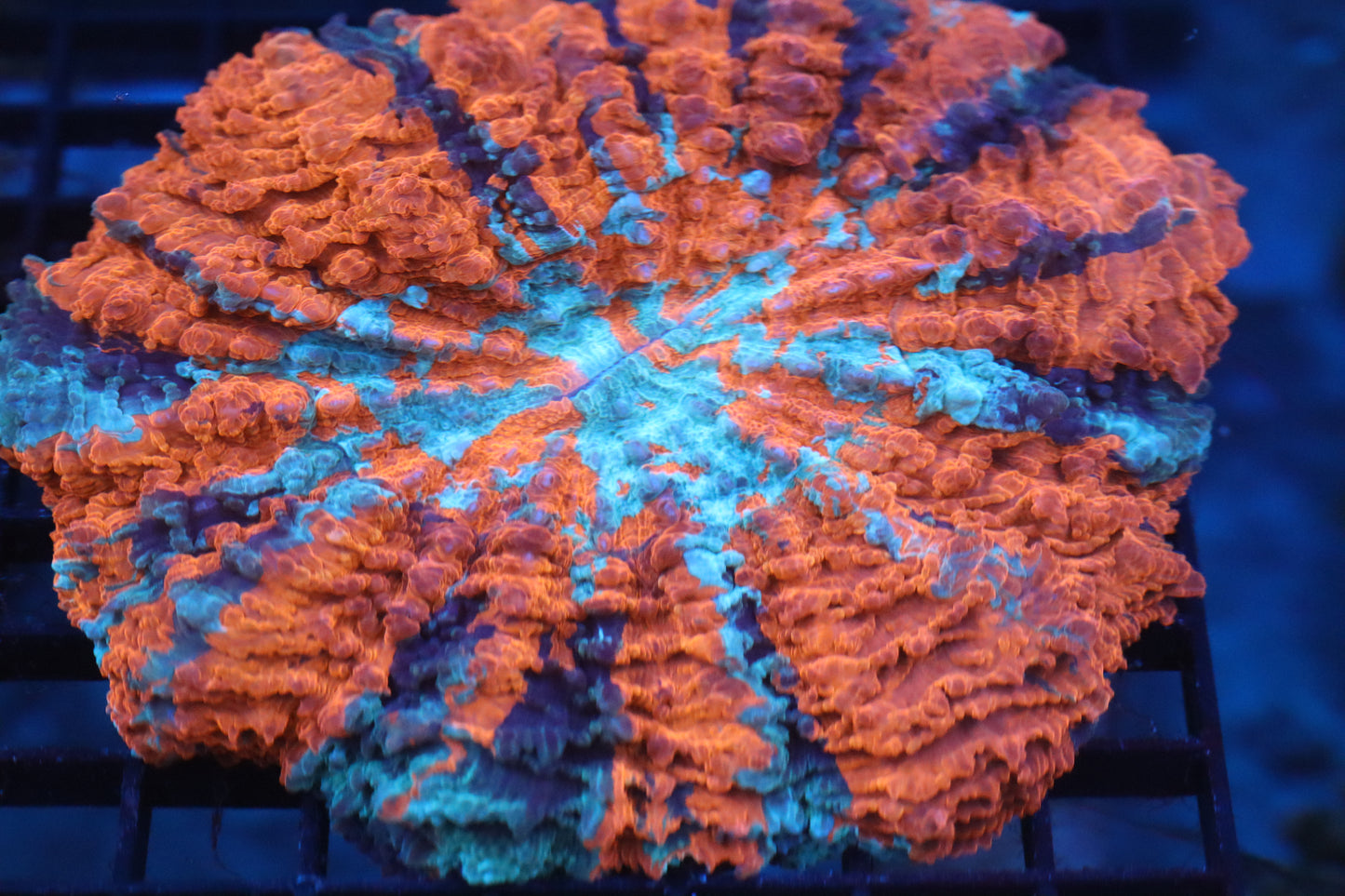 Red & Blue Acantho (61)