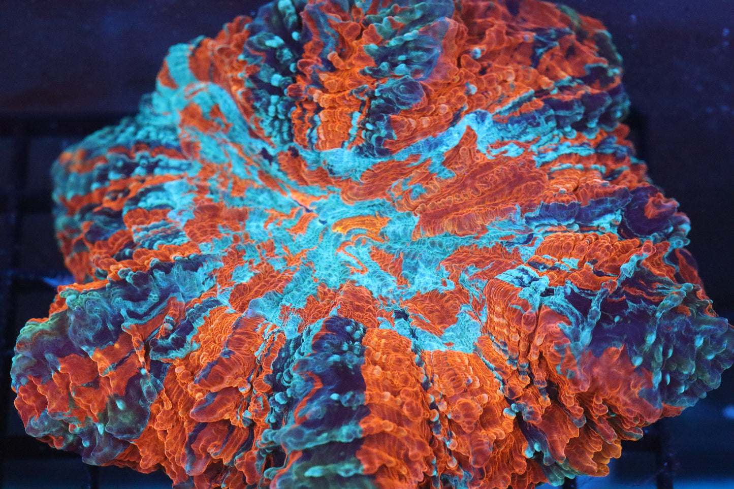 Red & Blue Acantho (47)