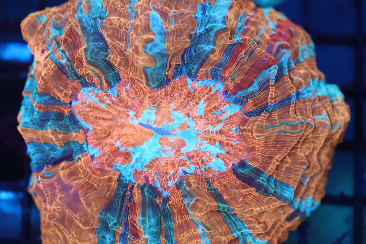 Rainbow Acantho (54)