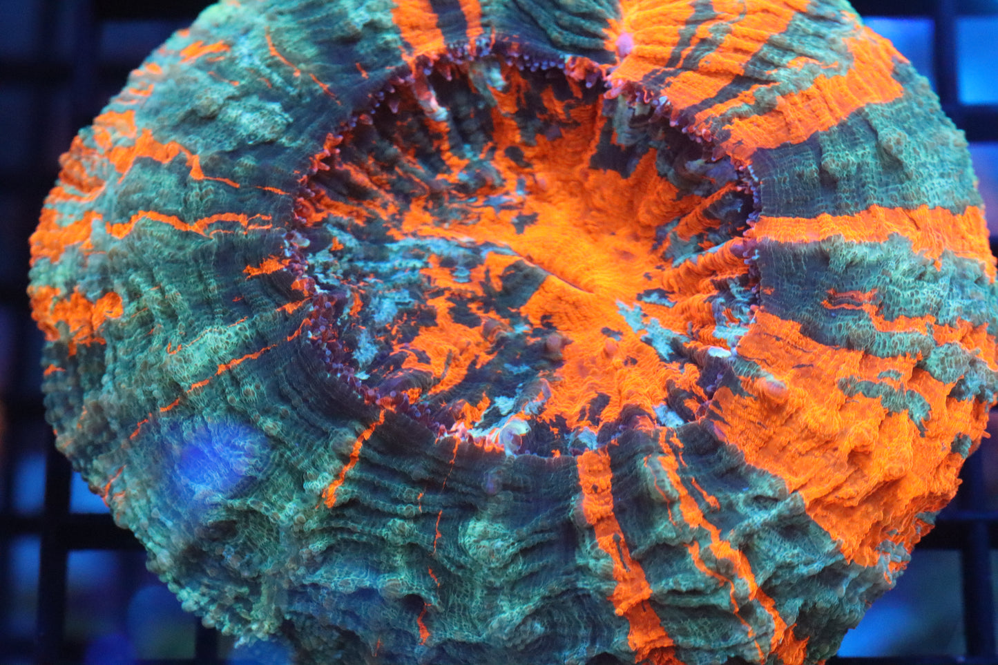Orange Acantho (56)