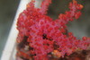 Broccoli Coral-Neospongodes