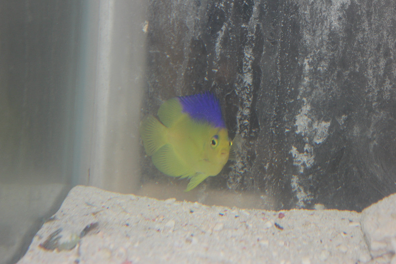 Blue Back (Colini) Pygmy Angel (2-3")