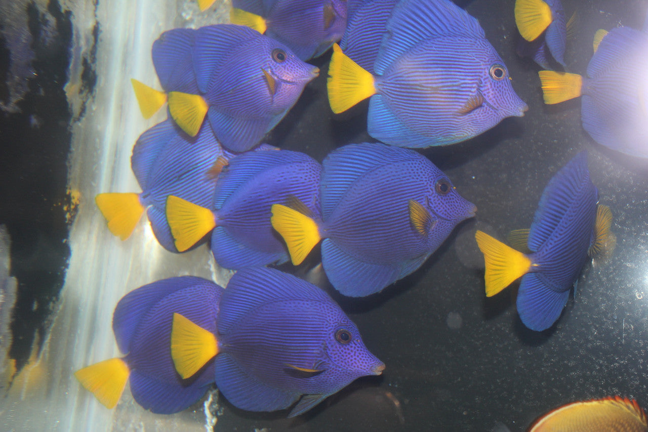 Group of 3 Red Sea Purple Tang | Zebrasoma xanthurus (2-3")
