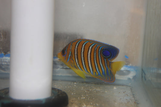 Regal Angel (Maldives yellow belly)   2" Juvenile