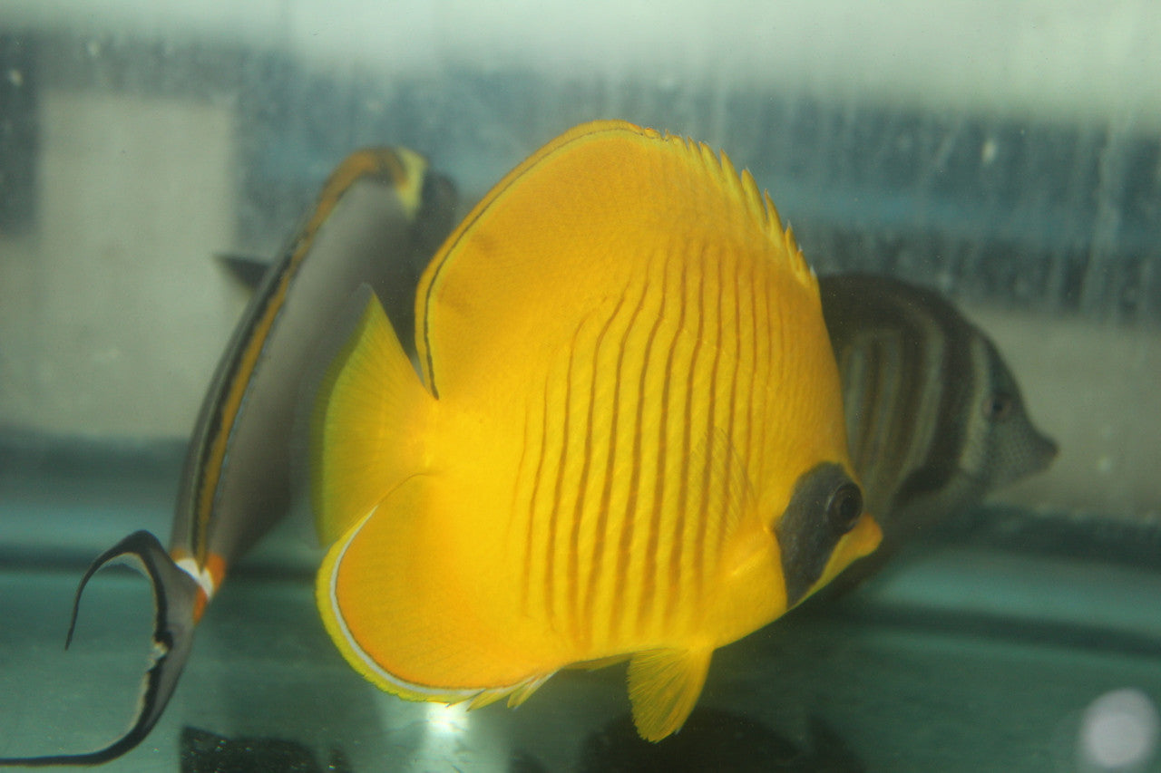Golden Butterflyfish | Chaetodon Semilarvatus (1-2")