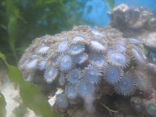 Zooanthid Polyps-Blue-Small (2")