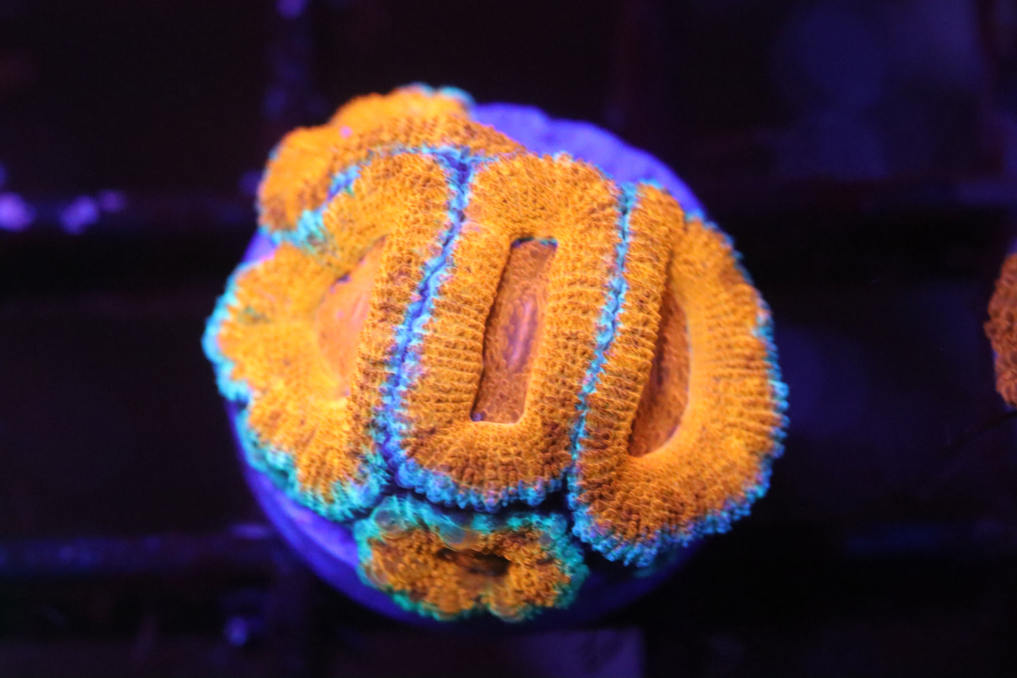 Tropical Punch Micromussa (A68)