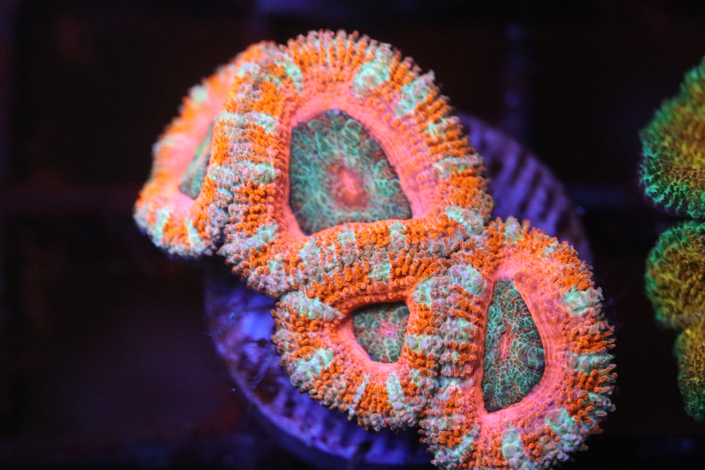 Pink Candy Micromussa (A119)