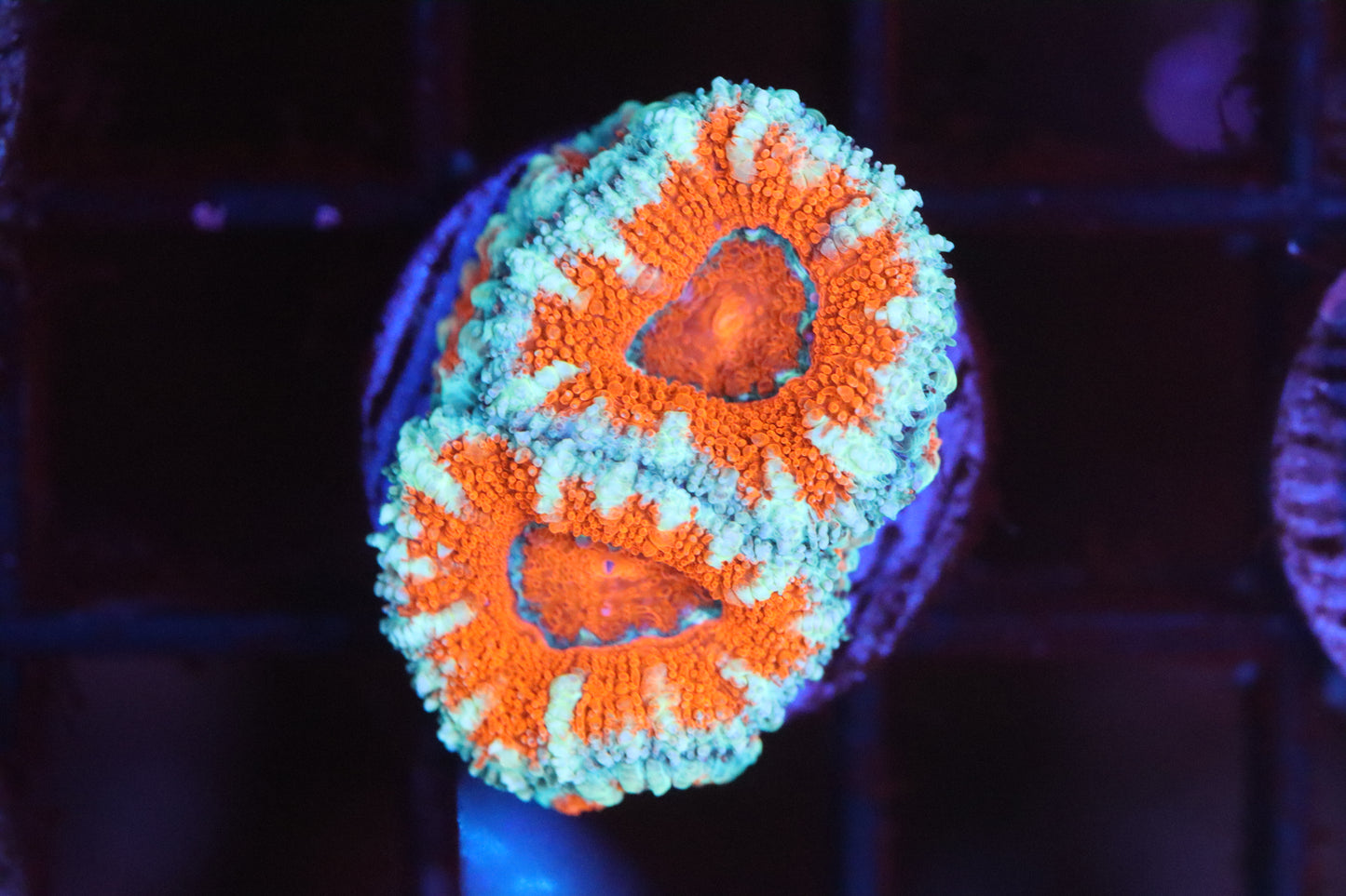 Red Mouth Micromussa (A74)