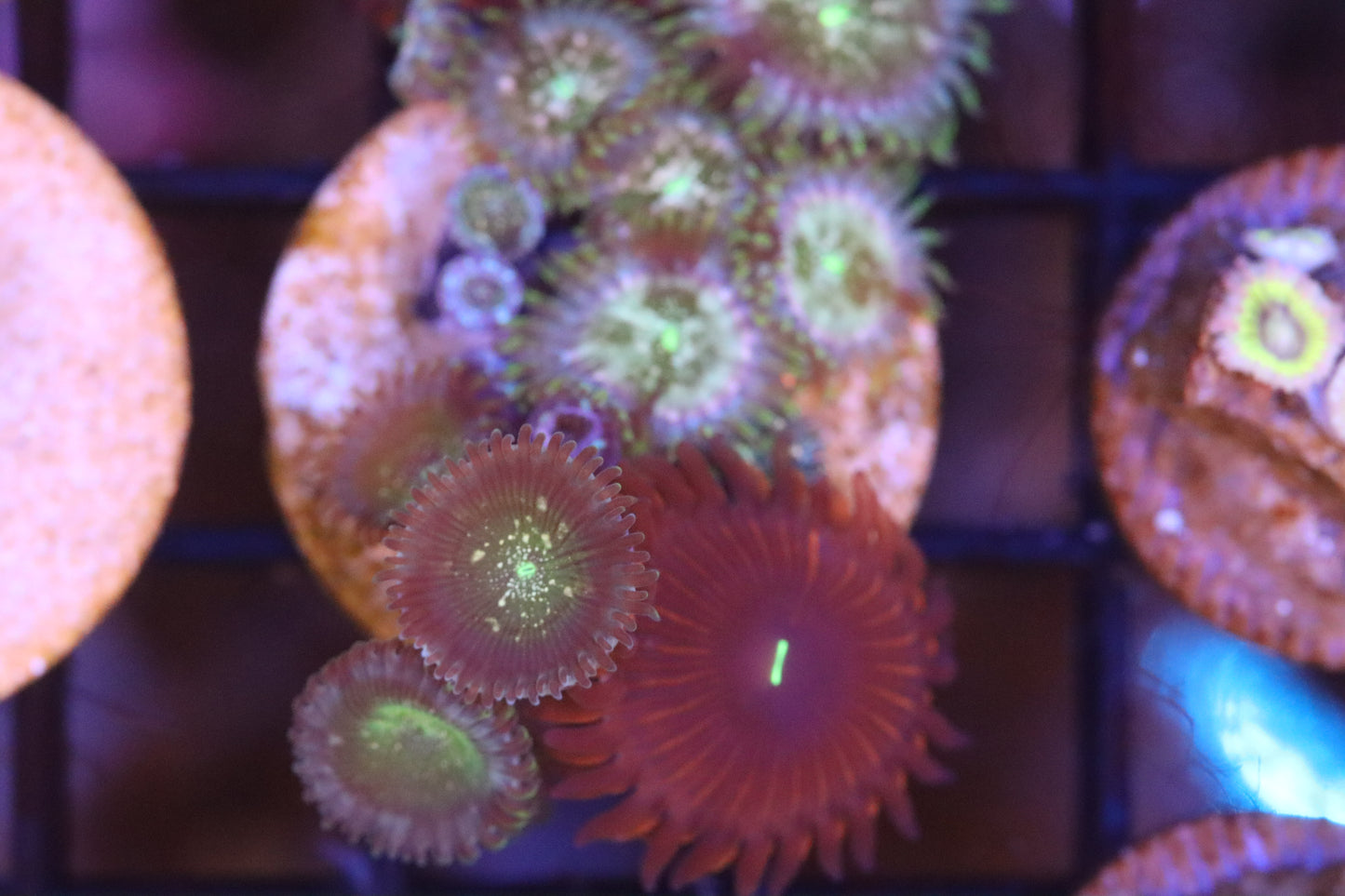 Purple Eater Speck Zoa Mix (A78)