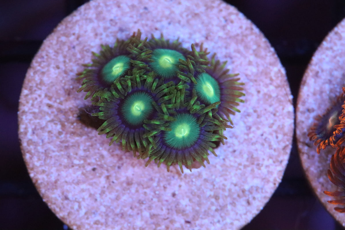 Green Zoa (A75)