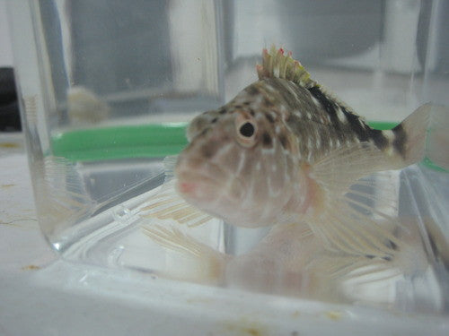 West African Hawkfish