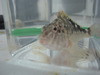 West African Hawkfish