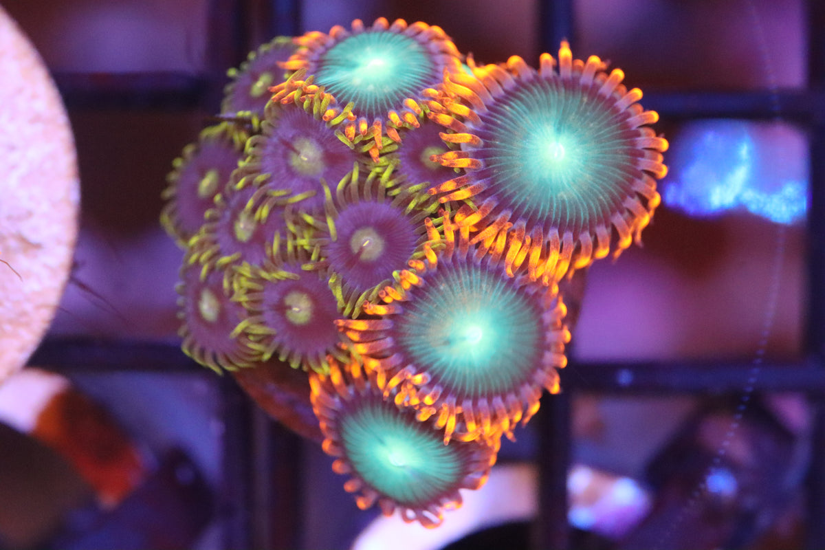 Orange Skirt Zoa Mix (A86)