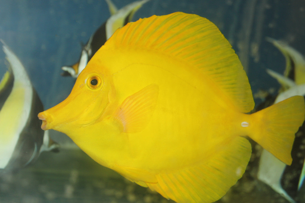 Hawaiian Yellow Tang (Zebrasoma flavescens) 4-5"