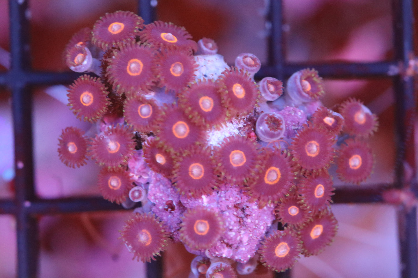 Pink Button Zoa (A90)
