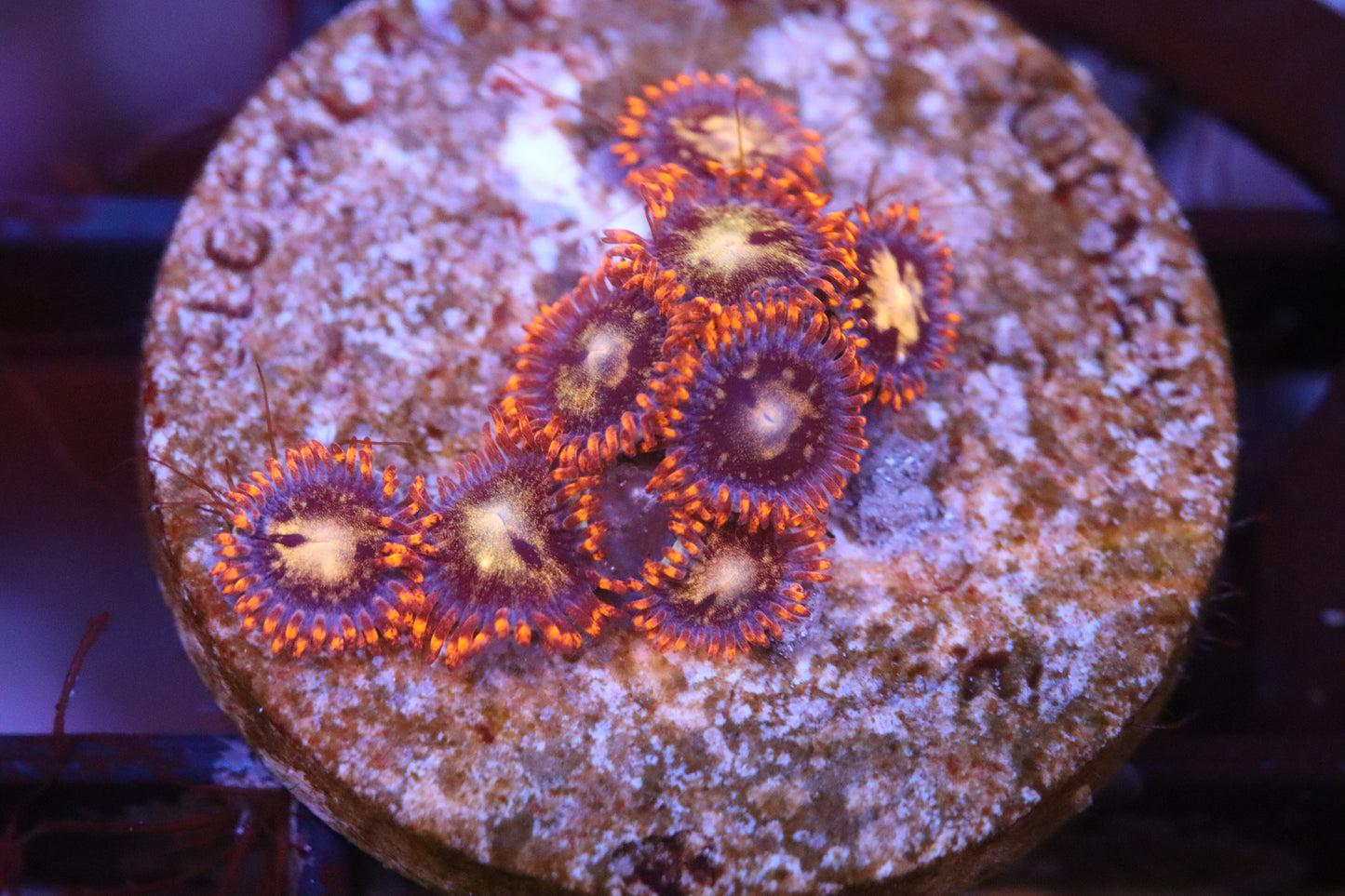 Tangerine Zoa (A95)