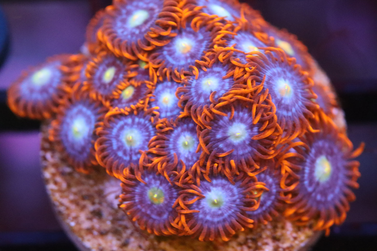 Pretty Zoa (A94)