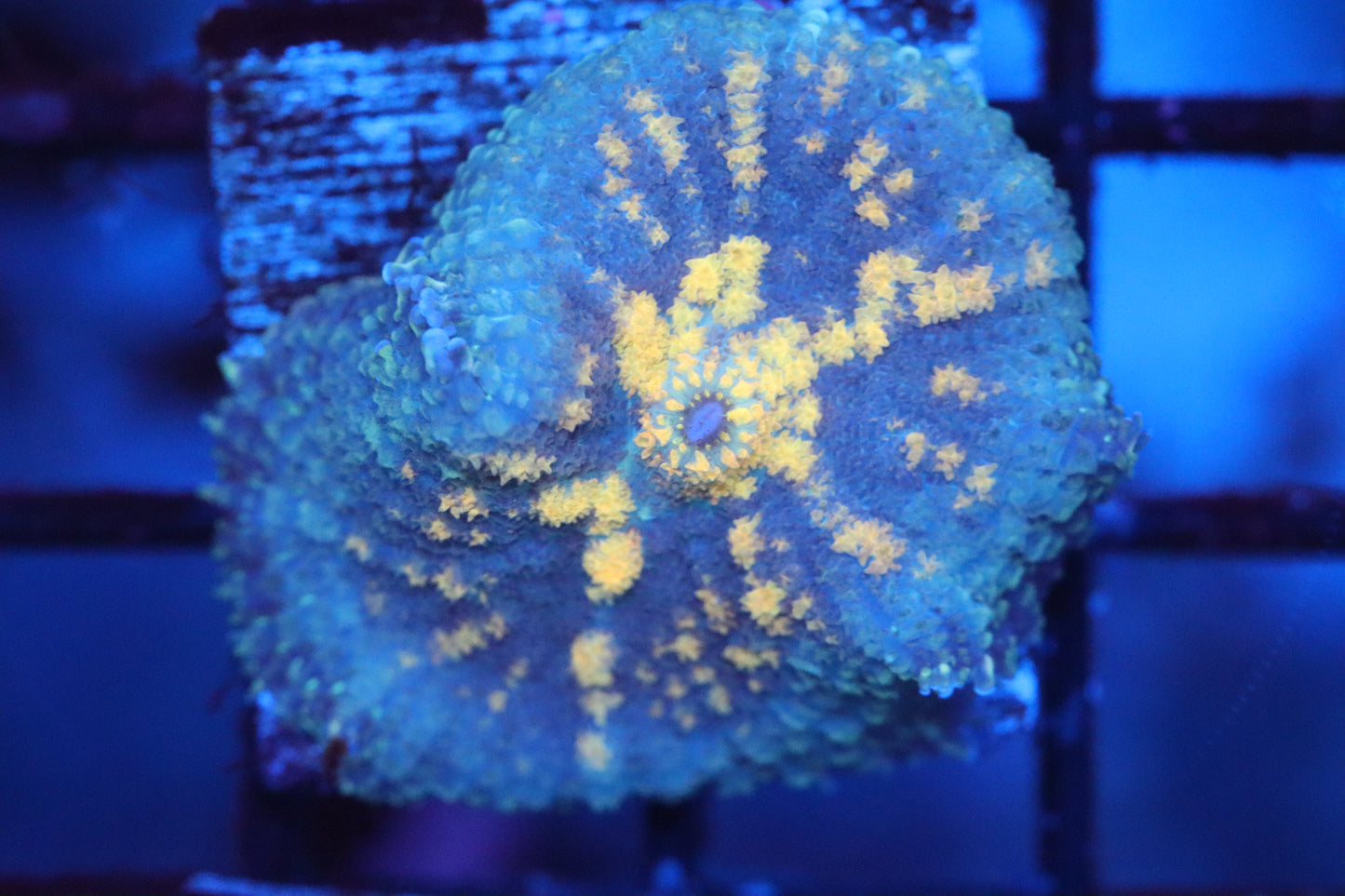 Rhodactis Mushroom (A113)