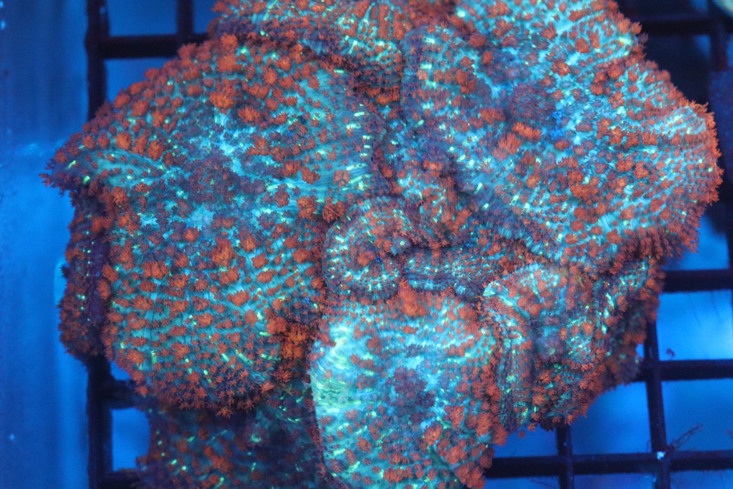 Mushroom Colony (A110)