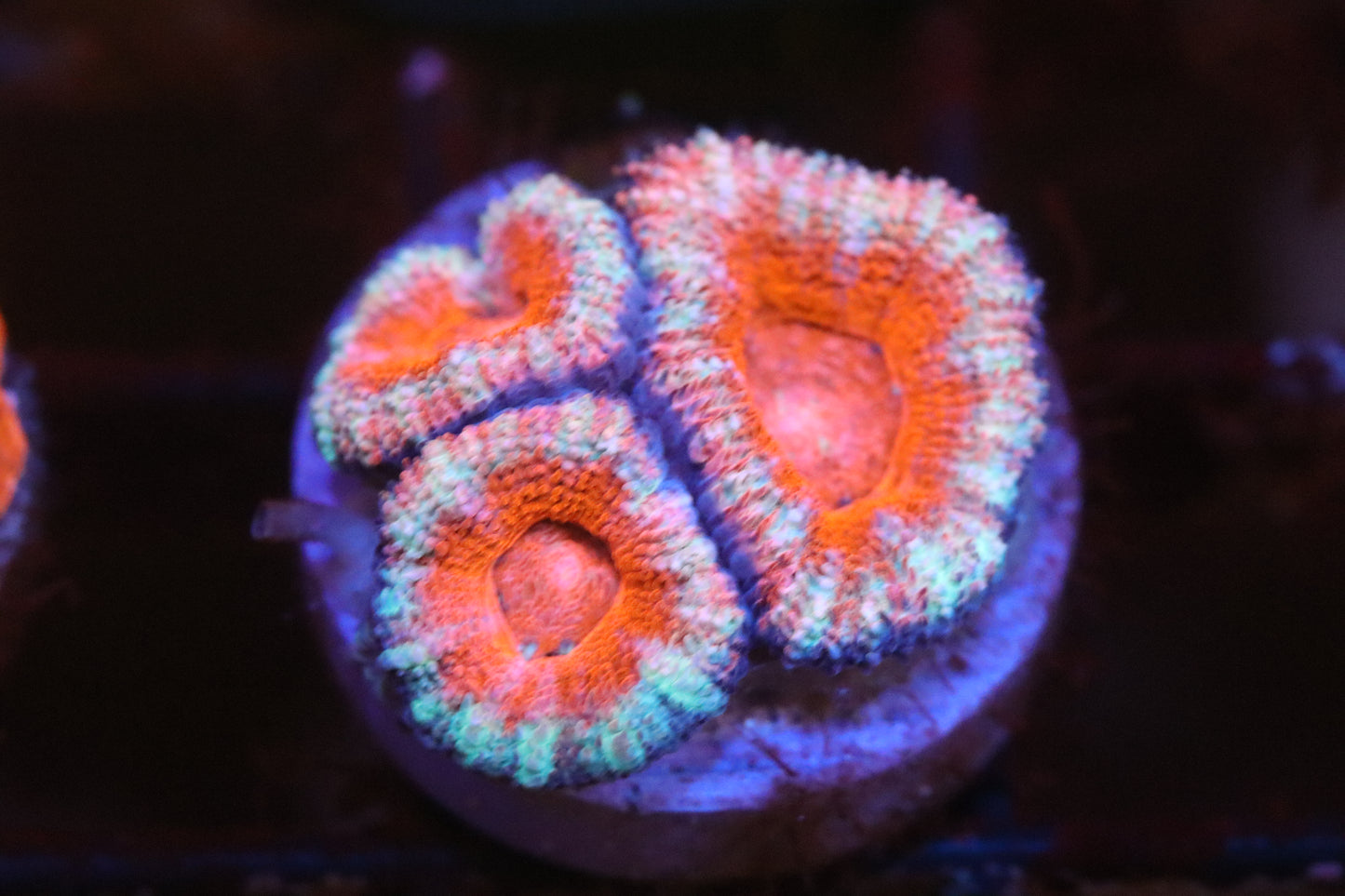 Red w/ Strip 2 Micromussa (A120)