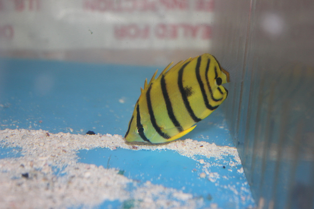 Yellow Eight Stripe Butterflyfish-Chaetodon Octofaschiatus