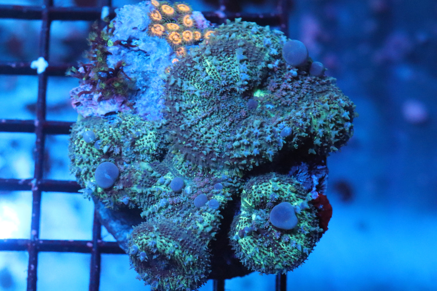 Mushroom Colony (A64)