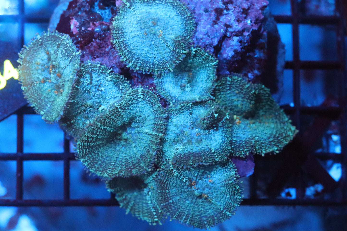 Mushroom Colony (A86)