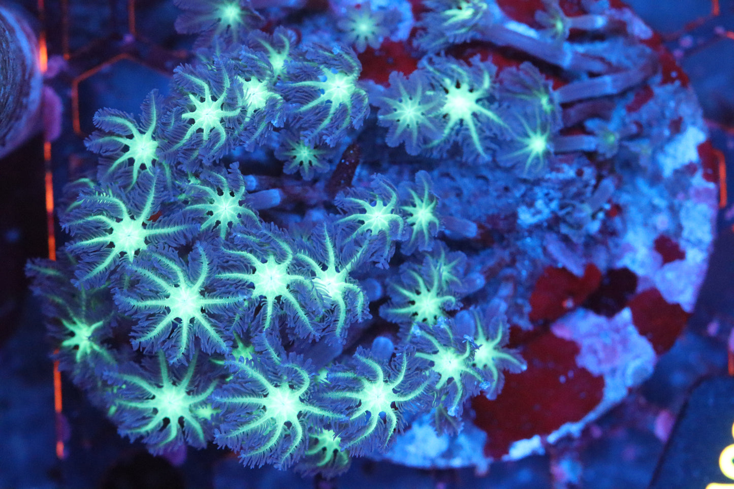 Neon Cloves Colony (A99)
