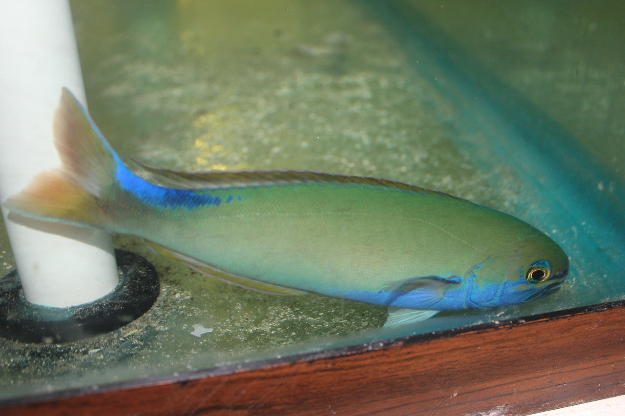 Randall's Tilefish - Hoplolatilus randalli (5")