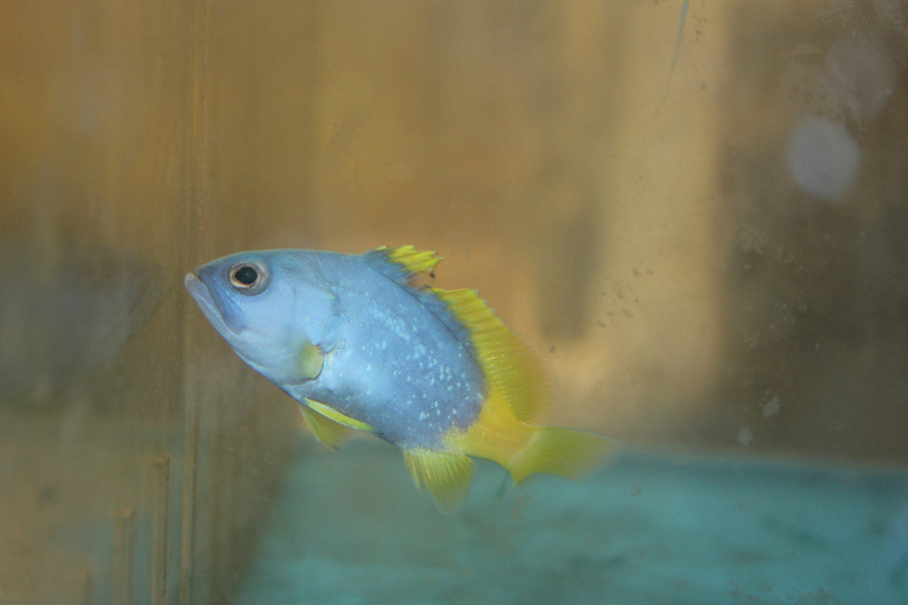Blue and Yellow Grouper-2" (juv)
