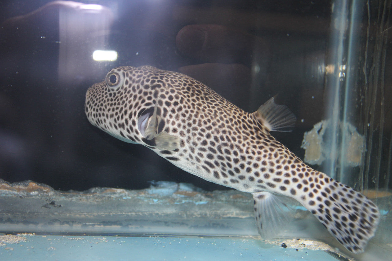 Starry (Stelate) Puffer (9-10")