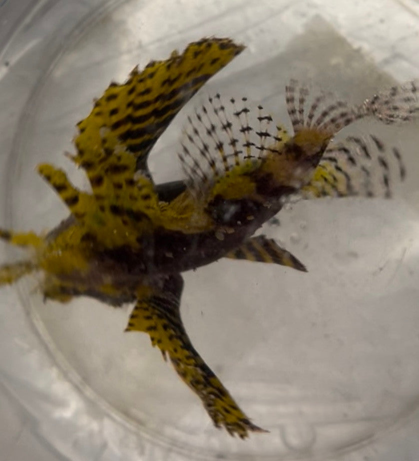 Yellow fuzzy dwarf lionfish