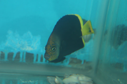 Black Phantom Angelfish | Chaetodontoplus vanderloosi (4")