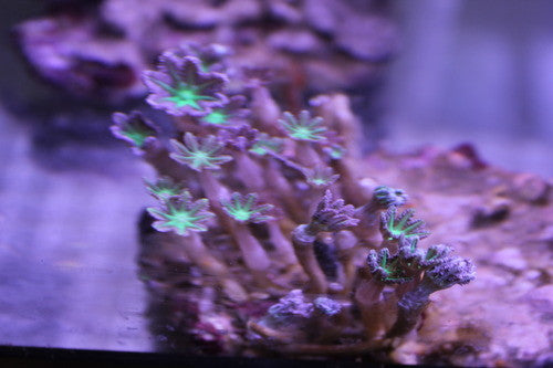 Clove Polyps (Clavularia sp)-Neon Green-2" frag