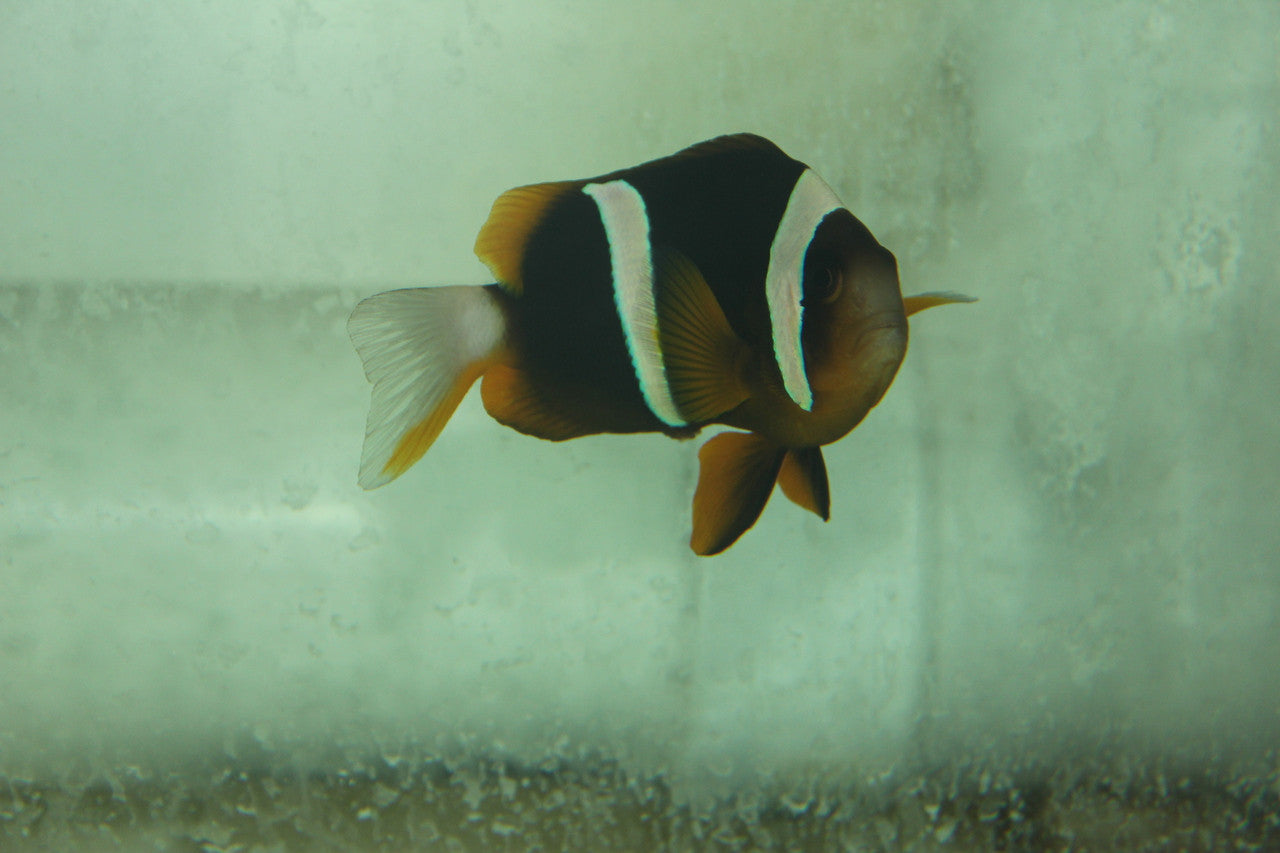 Madagascar clown (male) / Amphiprion Latifasciatus