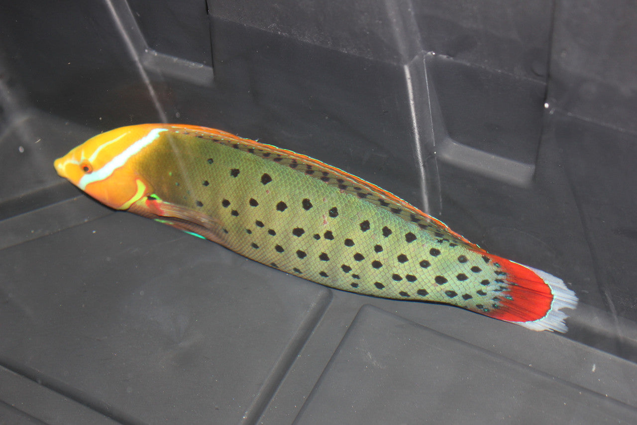 African Formosa Wrasse-7-8"