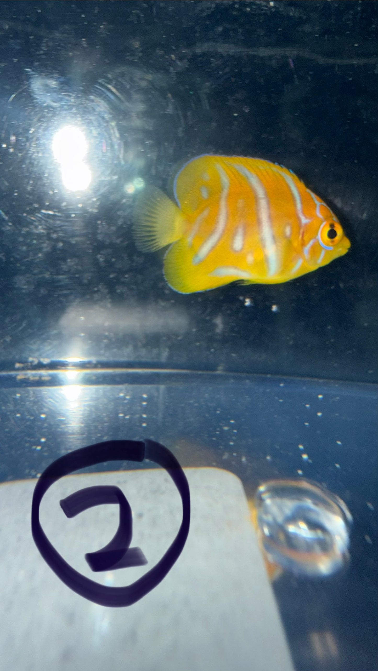 Regal Angel (Yellow Belly)-1.5" Juv CB-extreme misbar WYSIWYG #2