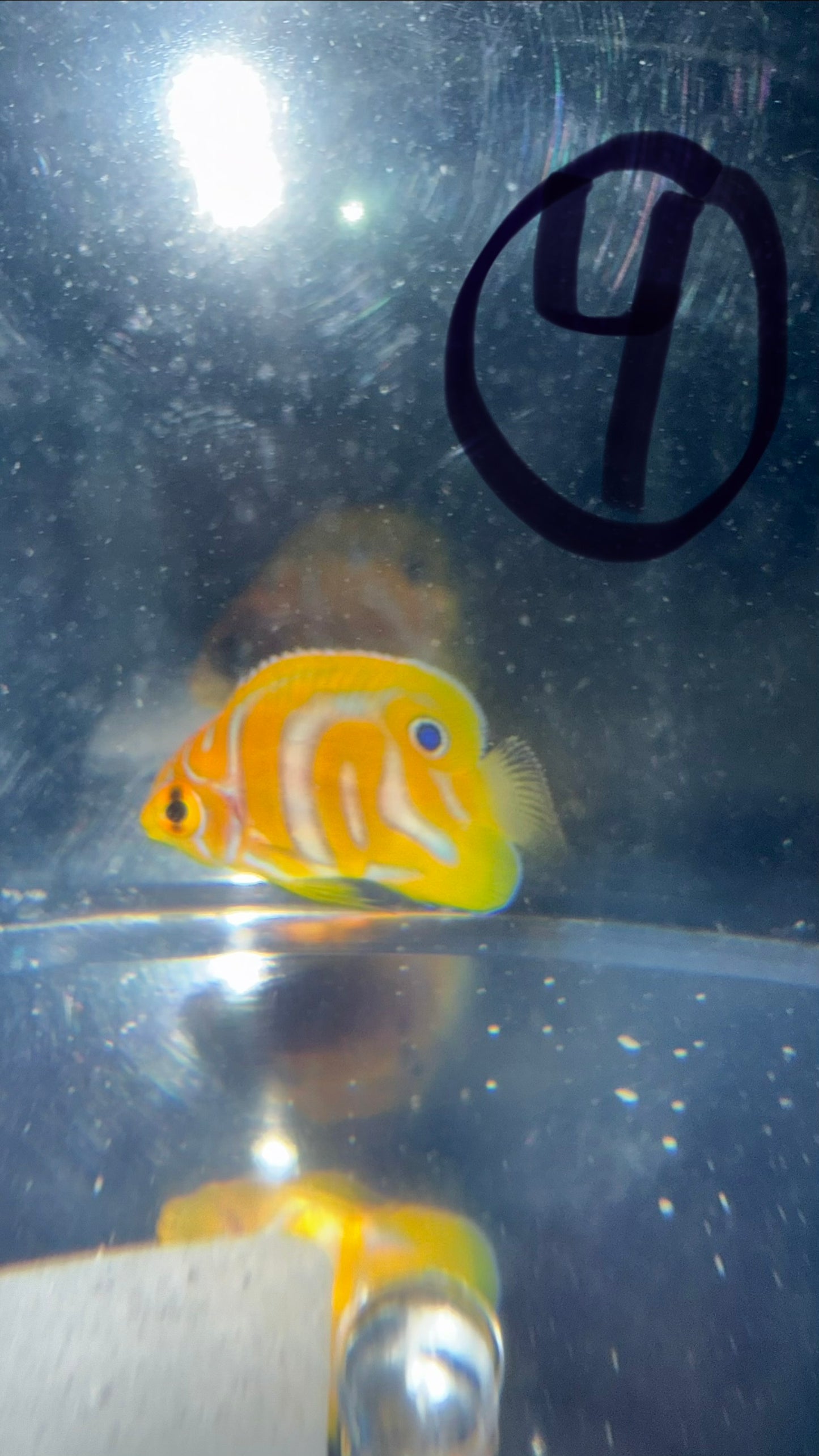 Regal Angel (Yellow Belly)-1.5" Juv CB- Extreme Misbar WYSIWYG #4