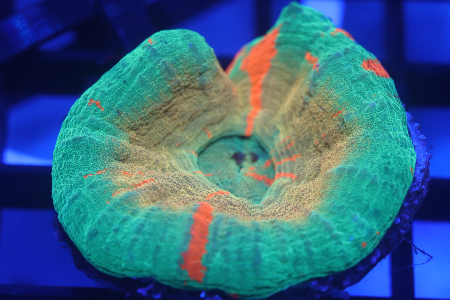 Gold Rim Bleeding Apple Scoly (D77)