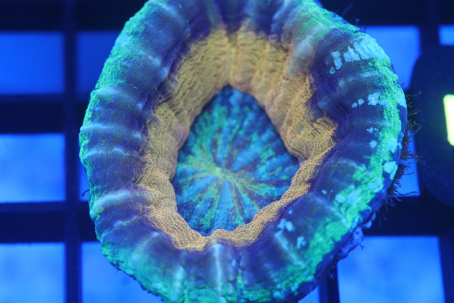Gold Rim Scoly (D22)