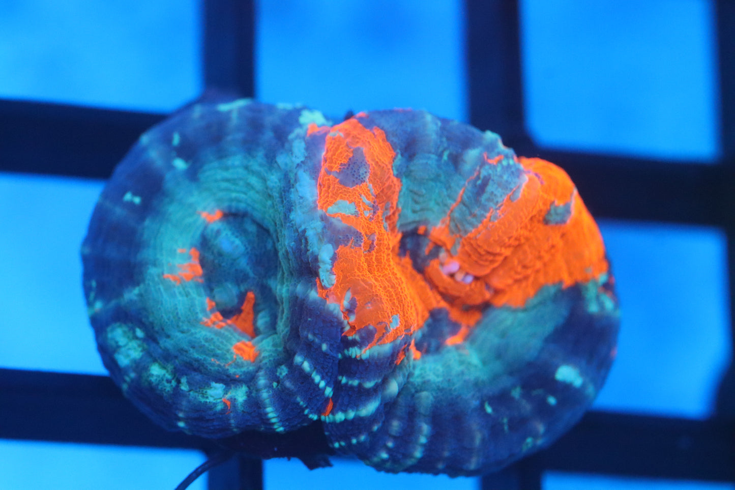 War Paint Double Scoly Small (D75)