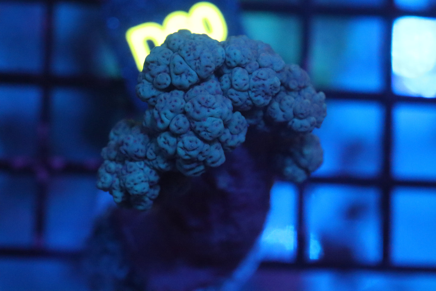 Purple Kenya Tree (D60)