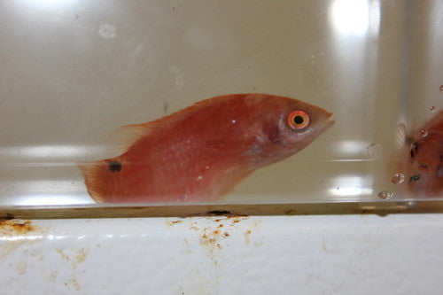 Marjorie Fairy Wrasse Female (Cirrhilabrus Marjorie)