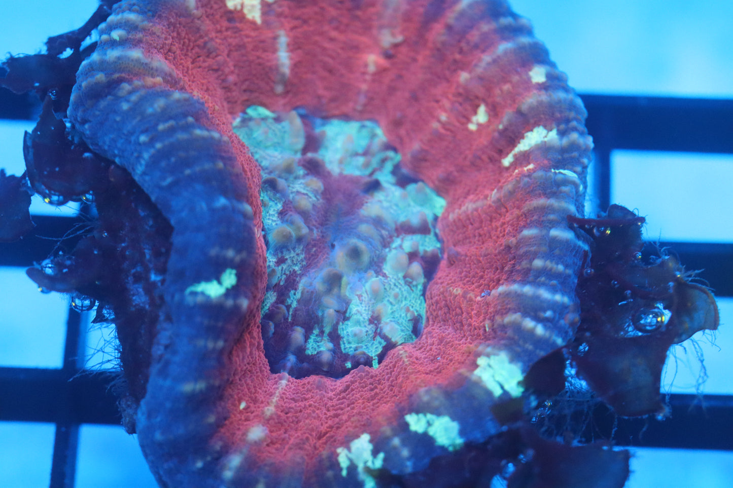 Aussie Pink Scoly (D40)