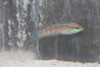 Christmas (ornate) Wrasse