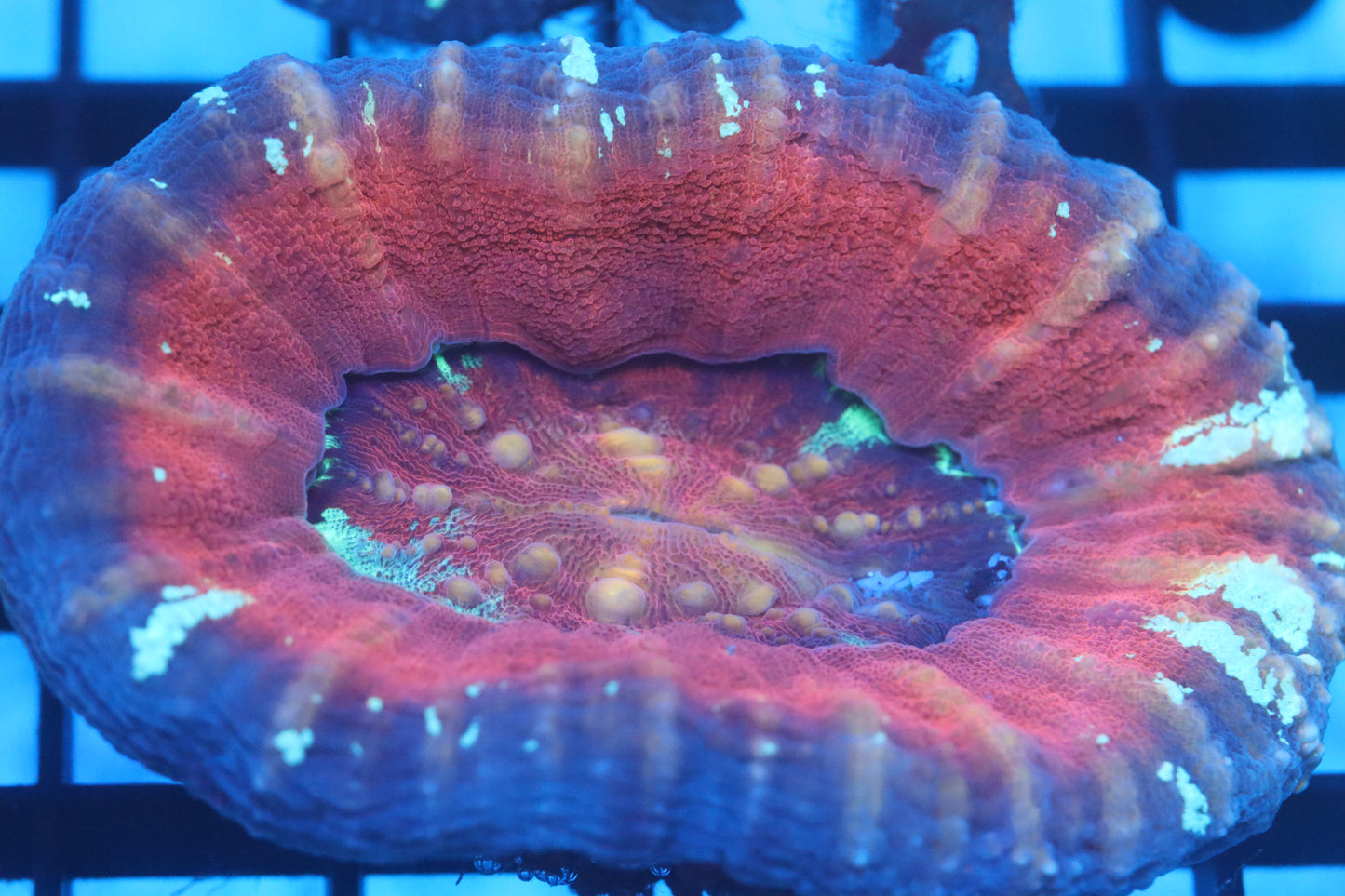 Aussie Pink Scoly (D39)