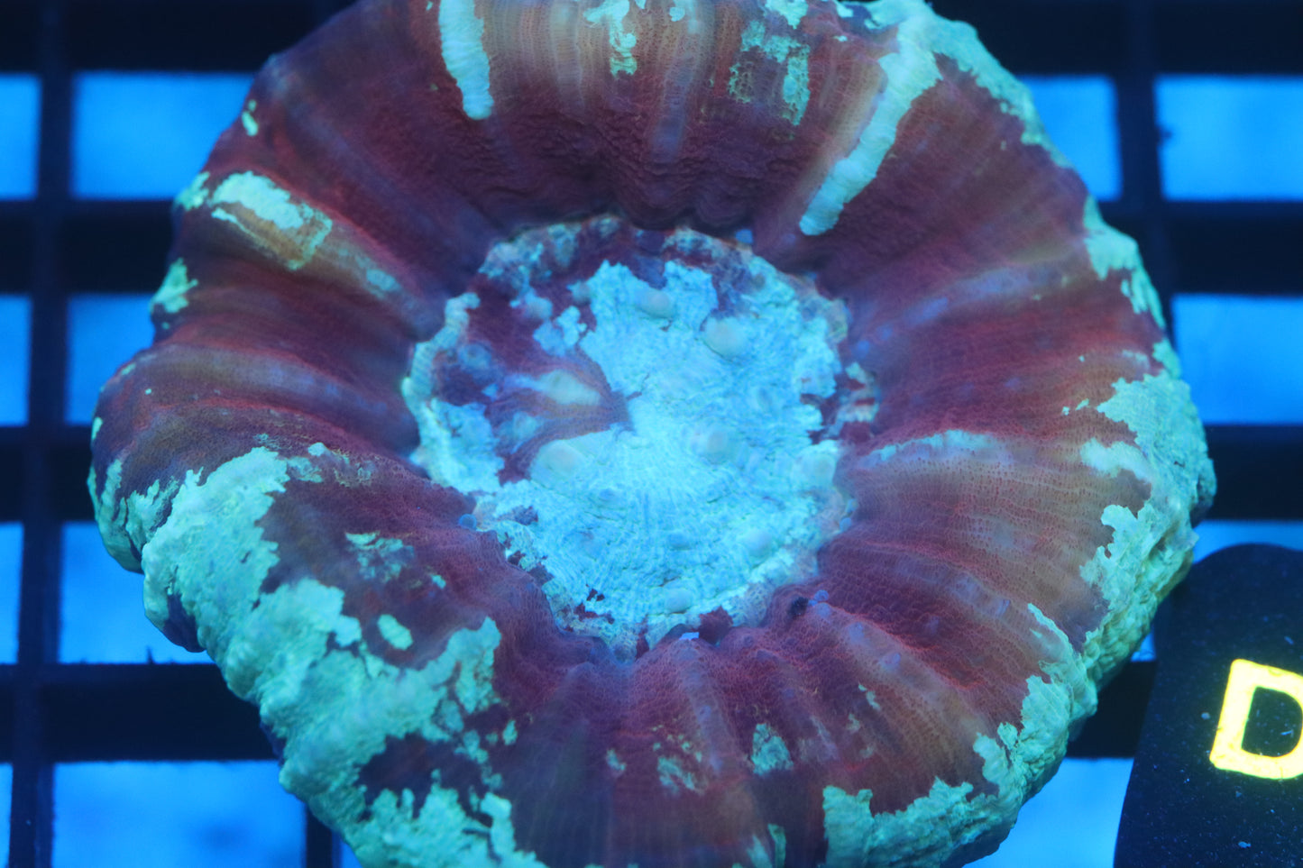 Aussie Pink Scoly (D37)