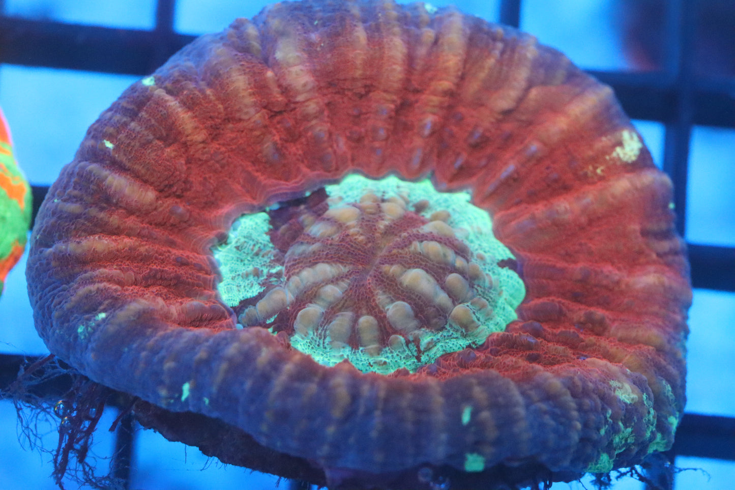 Aussie Pink Scoly (D35)