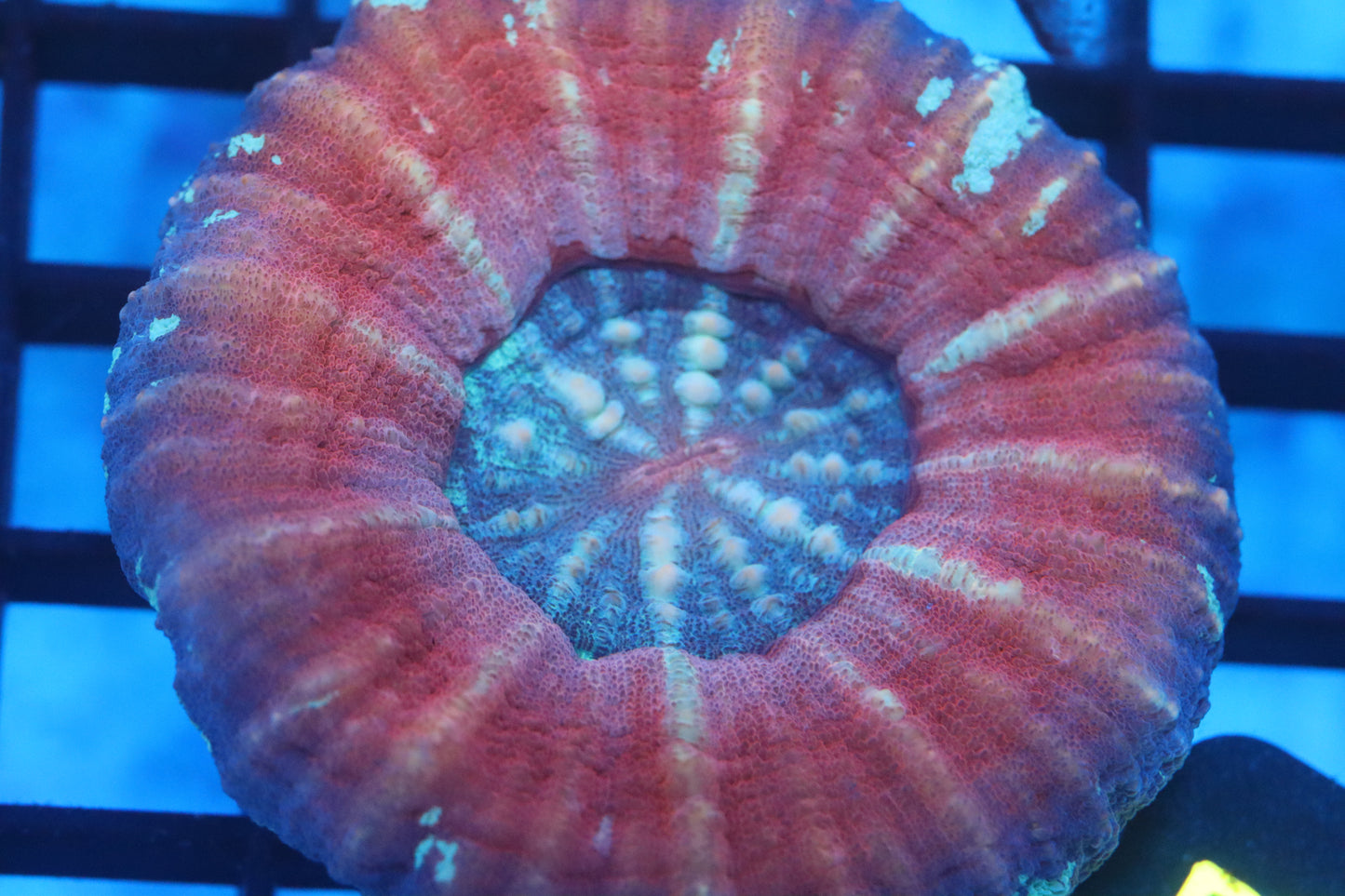 Aussie Pink Scoly (D34)